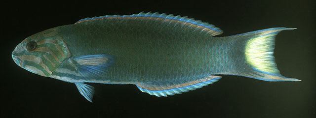 ปลาเขียวพระอินทร์
Thalassoma lunare  (Linnaeus, 1758)	
 Moon wrasse ขนาด 30cm
พบตั้งแต่แนวปะการัง