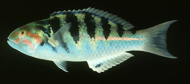 ปลานกขุนทองหกบั้ง
Thalassoma hardwicke  (Bennett, 1830)	
 Sixbar wrasse ขนาด 20cm
พบตามแนวปะการัง