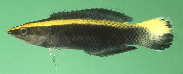 ปลาพยาบาล
Labroides bicolor  Fowler &  Bean,  1928	
 Bicolor cleaner wrasse 
ขนาด 15cท
พบบ้างแต่
