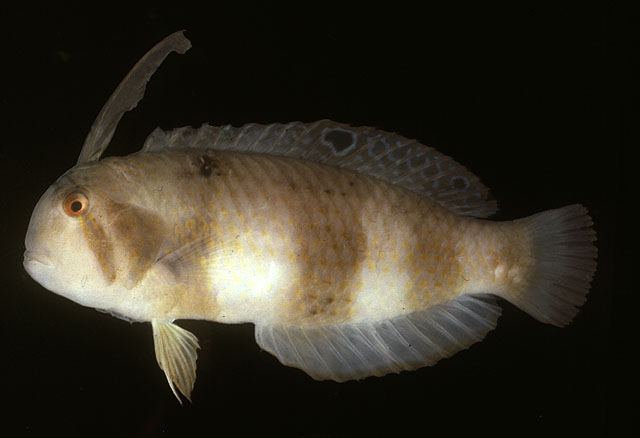 ปลามีดโกนหงอนยาว
Iniistius pavo  (Valenciennes, 1840)	
 Peacock wrasse 
ขนาด 40cm
พบบริเวณพื้นทร