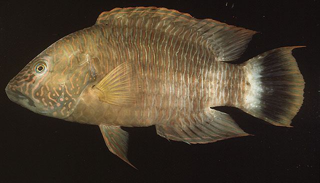 ปลานกขุนทองเกล็ดเขียว
Cheilinus trilobatus  Lacepède,  1801	
 Tripletail wrasse 
ขนาด 45cm
พบตาม