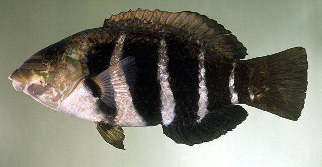 ปลานกขุนทองปากหนาลายบั้ง
Hemigymnus fasciatus  (Bloch, 1792)	
 Barred thicklip 
ขนาด 60cm
พบเป็น