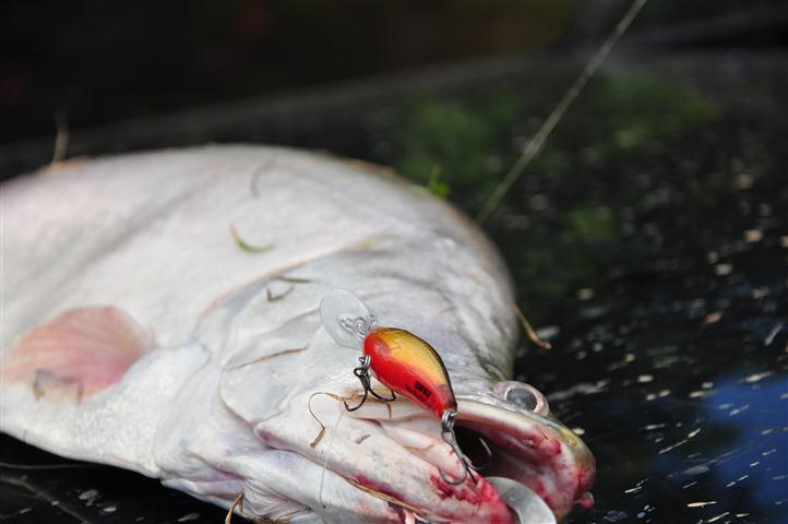     :love: :love: :love:   [b]เหยื่อครับ   RAPALA  MAXRAP  FATSHAD 05 cm[/b]   :heart: :heart: :hear