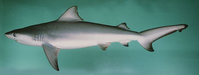 ตัวแรก ฉลามหัวบาตร
Carcharhinus leucas  (Müller & Henle, 1839)	
 Bull shark 
ขนาด 350cm
พบในทะเล