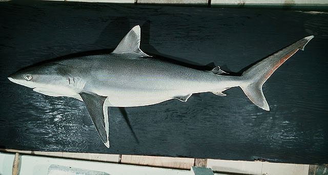 ปลาฉลามครีบเงิน
Carcharhinus albimarginatus  (Rüppell, 1837)	
 Silvertip shark 
ขนาด 300cm
พบในเ