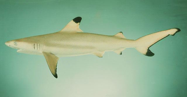 ปลาฉลามหูดำ
Carcharhinus melanopterus  (Quoy & Gaimard, 1824)	
 Blacktip reef shark 
ขนาด 180cm
