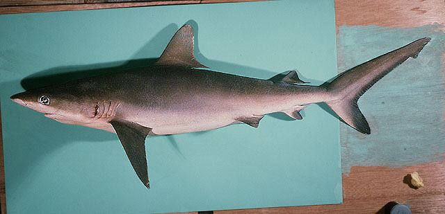 ปลาฉลามสีเทา
Carcharhinus amblyrhynchos  (Bleeker, 1856)	
 Blacktail reef shark 
ขนาด 250cm
พบใน