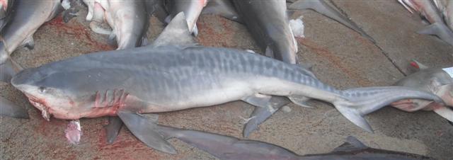 ฉลามเสือ ตะเพียนทอง
Galeocerdo cuvier  (Péron & Lesueur, 1822)	
 Tiger shark 
ขนาด 700cm
พบในทะเ