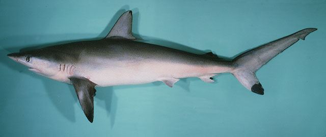 ปลาฉลามหางดำ
Carcharhinus sorrah  (Müller & Henle, 1839)	
 Spot-tail shark 
ขนาด 150cm
พบในเขตอิ