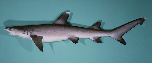 ฉลามปะการังครีบขาว
Triaenodon obesus  (Rüppell, 1837)	
 Whitetip reef shark 
ขนาด 210cm
พบในแนวป