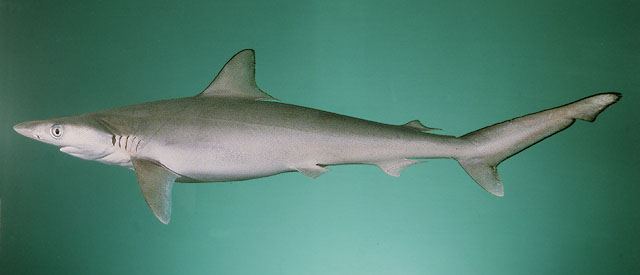 ฉลามหนู
Rhizoprionodon acutus  (Rüppell, 1837)	
 Milk shark 
ขนาด 100cm
พบทั่วโลก ประเทศไทยพบทาง