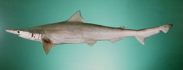 ปลาฉลามหัวแหลม
Scoliodon laticaudus  Müller &  Henle,  1838	
 Spadenose shark 
ขนาด 80cm
พบในเขต