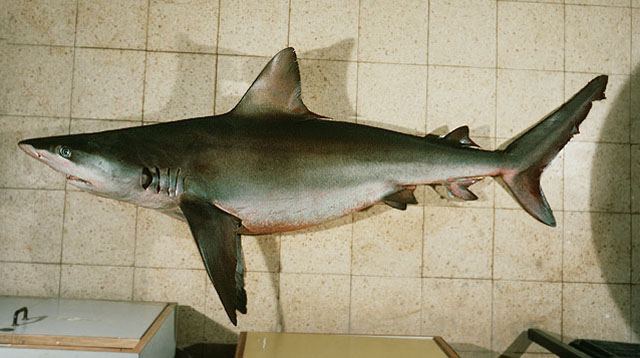 ฉลามหู
Carcharhinus obscurus  (Lesueur, 1818)	
 Dusky shark 
ขนาด 400cm
พบในเขตร้อนทั่วโลก ประเท