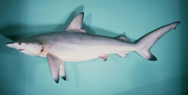 ฉลามครีบดำ
Carcharhinus limbatus  (Müller & Henle, 1839)	
 Blacktip shark 
ขนาด 250cm
พบในเขตอิน