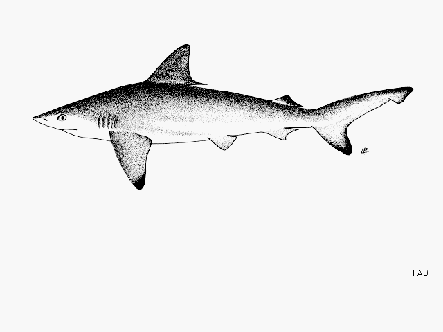 ฉลามน้ำลึก
Carcharhinus hemiodon  (Müller & Henle, 1839)	
 Pondicherry shark 
ขนาด 200cm
พบในมหา