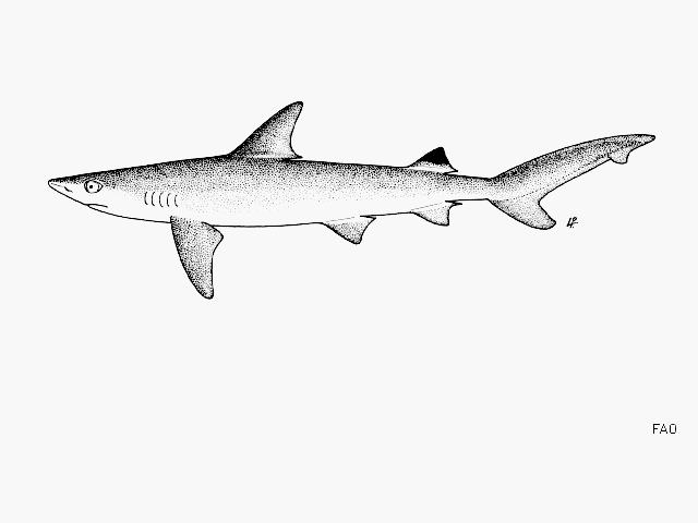 Carcharhinus sealei  (Pietschmann, 1913)	
 Blackspot shark 
ขนาด 120cm