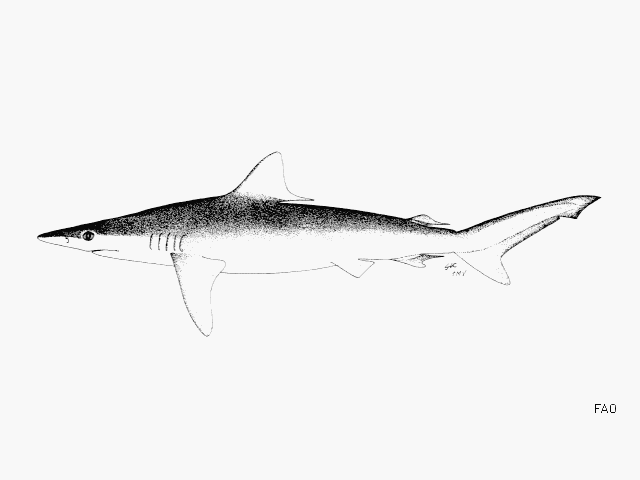 Carcharhinus macloti  (Müller & Henle, 1839)	
 Hardnose shark 
ขนาด 100cท
