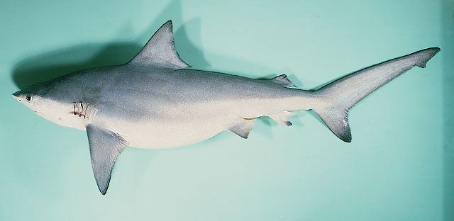 Carcharhinus amboinensis  (Müller & Henle, 1839)	
 Pigeye shark 
ขนาด 250cm
พบเขตอินโด แปซิฟิค เค