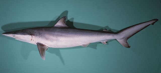 Carcharhinus brevipinna  (Müller & Henle, 1839)	
 Spinner shark 
ขนาด270cm
