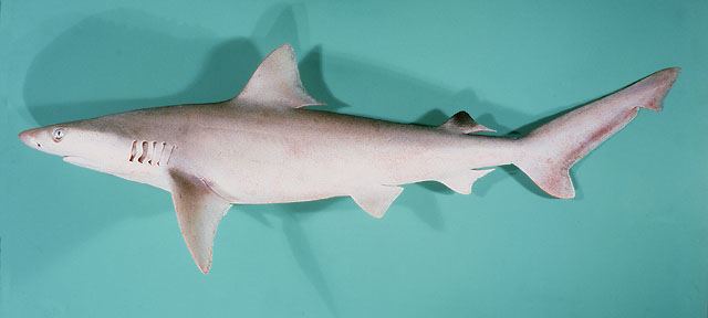 Carcharhinus dussumieri  (Müller & Henle, 1839)	
 Whitecheek shark 
ขนาด 120cm