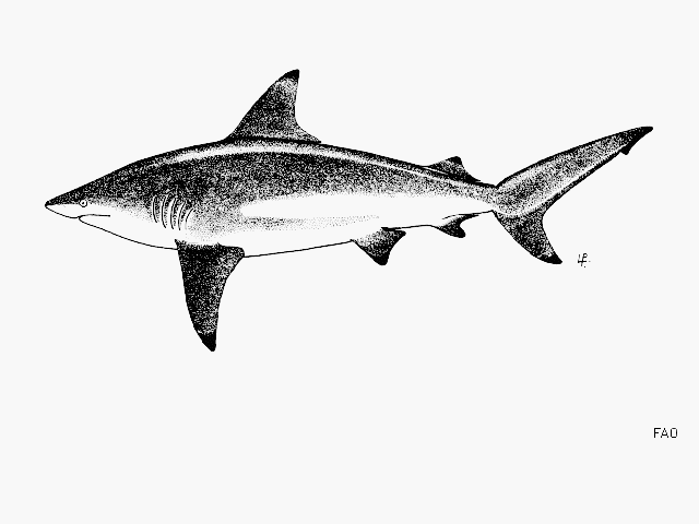 ฉลามวัว
Carcharhinus amblyrhynchoides  (Whitley, 1934)	
 Graceful shark 
ขนาด 150cm