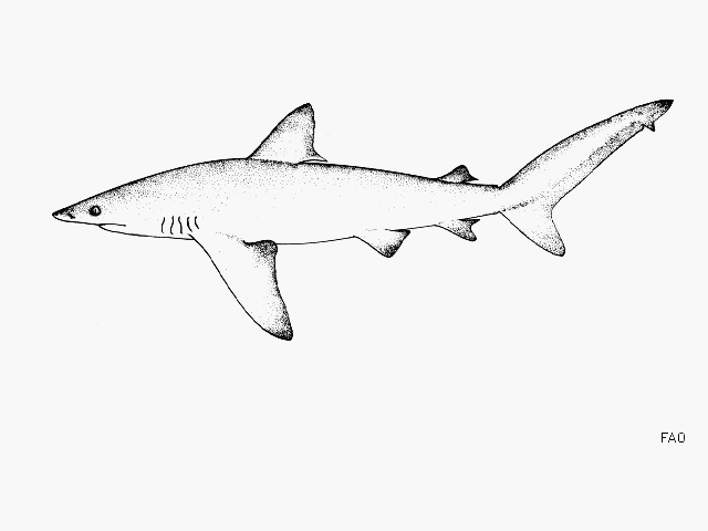 Carcharhinus altimus  (Springer, 1950)	
 Bignose shark
ขนาด 200cm
