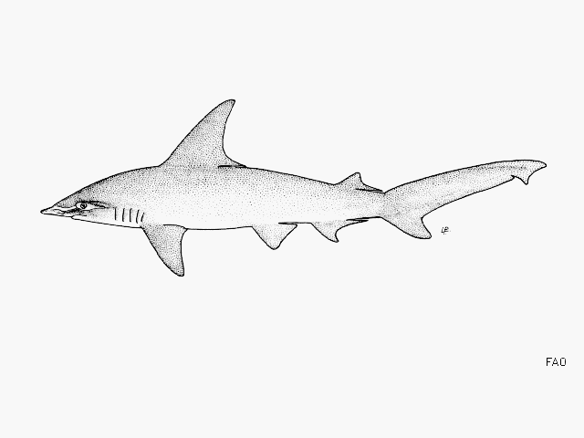 ฉลามหัวฆ้อนยาว
Eusphyra blochii  (Cuvier, 1816)	
 Winghead shark 
ขนาด 100cm
พบในเขตอินโด แปซิฟิ