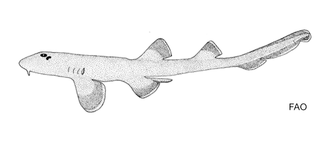 ฉลามกบ
Chiloscyllium hasseltii  Bleeker,  1852	
 Hasselt's bambooshark 
ขนาด 70cm