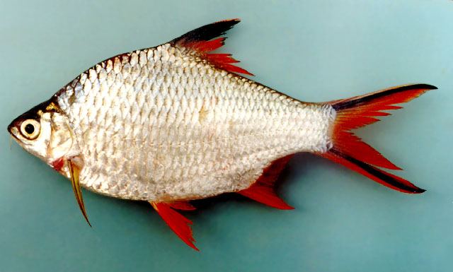 ปลากระแห ปลาลำปำ
Barbonymus schwanenfeldii  (Bleeker, 1854)	
 Tinfoil barb 
ขนาด 35cm
พบในแหล่งน