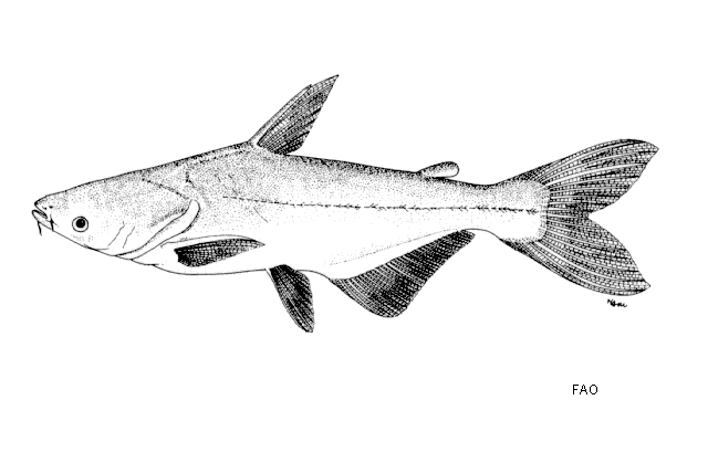 ปลาบึก
Pangasianodon gigas  Chevey, 1931	
 Mekong giant catfish 
ขนาด 300cm
พบในแม่น้ำโขงสายหลัก