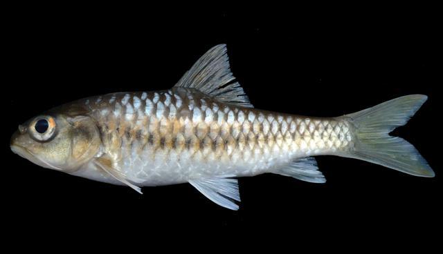 ปลาพลวง เพง
Neolissochilus stracheyi  (Day, 1871)	
ขนาด 80cm
พบตามลำธารและน้ำตกในป่าทั่สวทุกภาค