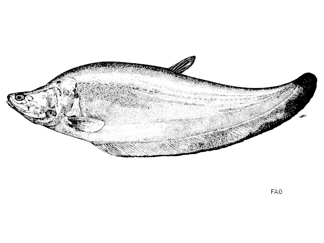 ปลาสะตือ
Chitala lopis  (Bleeker, 1851)	
 Giant featherback 
ขนาด 150cm
พบในแหล่งน้ำขนาดใหย่ในป่