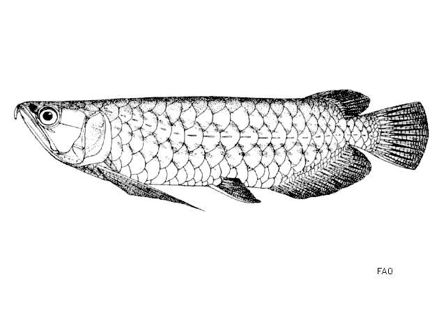 ปลาตะพัด หางเข้
Scleropages formosus  (Müller & Schlegel, 1844)	
 Asian bonytongue 
ขนาด 90cท
พบ