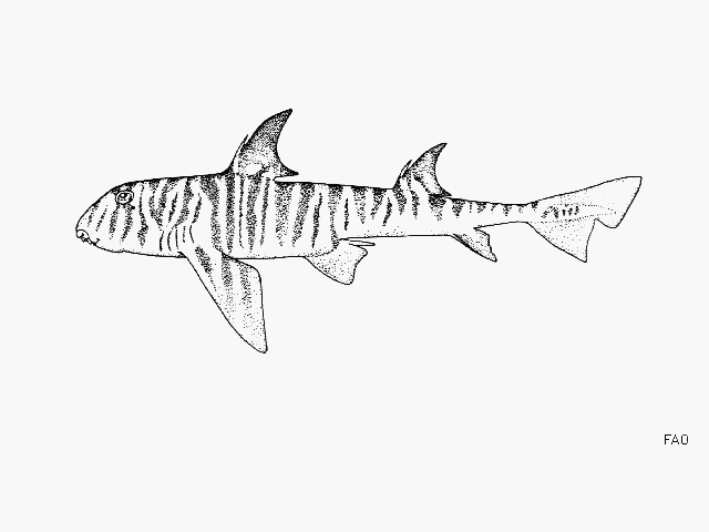 ฉลามม้าลาย
Heterodontus zebra  (Gray, 1831)	
 Zebra bullhead shark 
ขนาด 120cm
พบตามแนวหินที่มีร