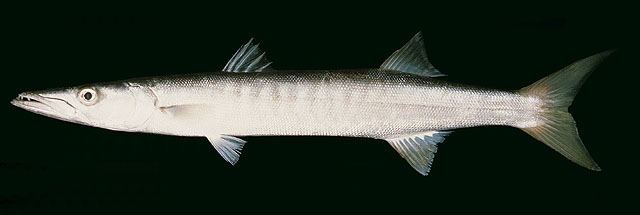 ปลาสากเหลือง
Sphyraena jello  Cuvier, 1829 Pickhandle barracuda 
ขนาด 150cm