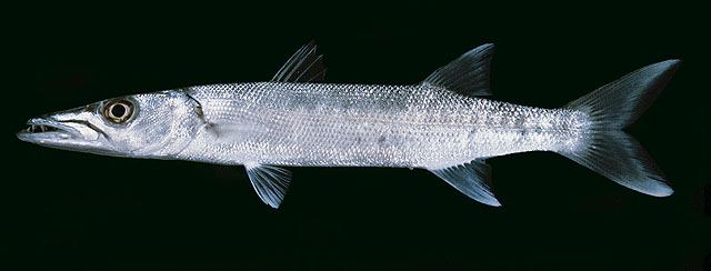 ปลาสากยักษ์
Sphyraena barracuda  (Edwards, 1771) Great barracuda 
ขนา