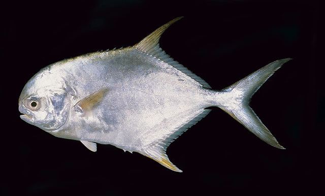 ปลานวลจันทร์ ปลาอังซา
Trachinotus blochii  (Lacepède, 1801) Snubnose pompano 
ขนาด 80cm