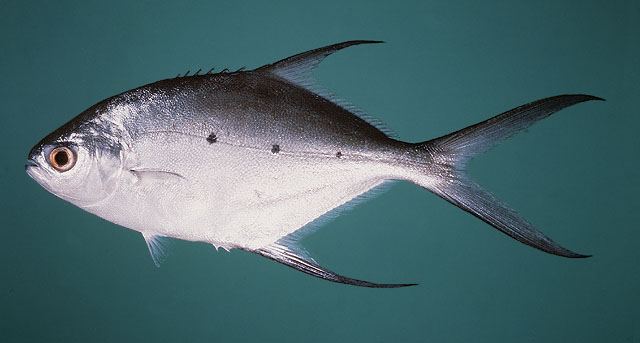 ปลาล่องลม
Trachinotus baillonii  (Lacepède, 1801) Small spotted dart 
ขนาด 60cm