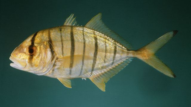 ปลาตะคองเหลือง
Gnathanodon speciosus  (Forsskål, 1775) Golden trevally 
ขนาด 120cm