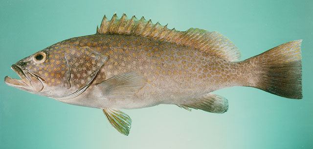 ปลาเก๋าหางซ้อน
Epinephelus bleekeri  (Vaillant, 1878) Duskytail grouper