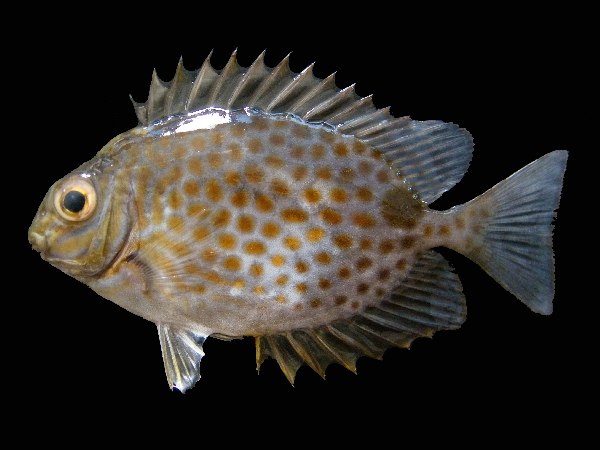 ปลาสลิดหินจุดเหลือง
Siganus guttatus  (Bloch, 1787) Goldlined spinefoot 
ขนาด 45cm