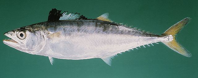 ปลาอินทรีบั้ง
Scomberomorus commerson  (Lacepède, 1800) Narrow-barred Spanish mackerel 
ขนาด 200cm