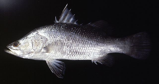 ปลากะพงขาว
Lates calcarifer  (Bloch, 1790) Barramundi 
ขนาด 200cm