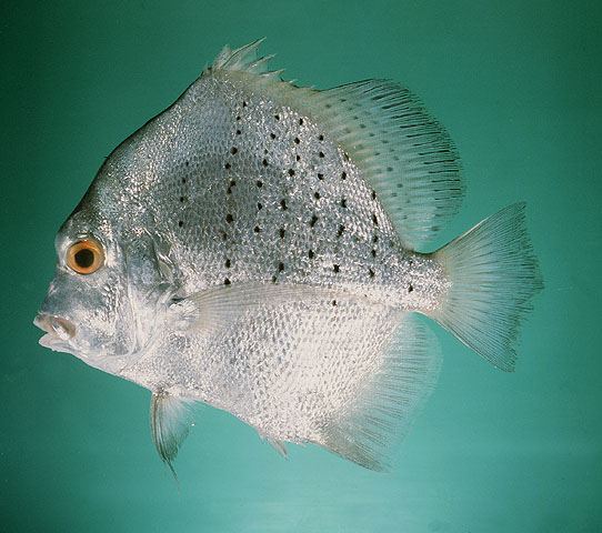 ปลาใบปอ
Drepane punctata  (Linnaeus, 1758) Spotted sicklefish 
ขนาด 50cm