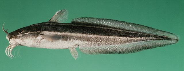 ปลาดุกลาย ดอกสน
Plotosus lineatus  (Thunberg, 1787) Striped eel catfish
ขนาด 30cm :grin: :grin: :g