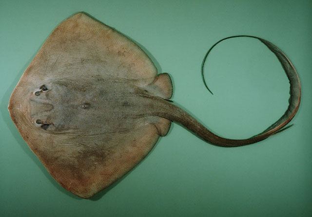 ปลากระเบนธง
Pastinachus sephen  (Forsskål, 1775) Cowtail stingray 
ขนาด 180cm
