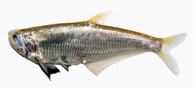 ปลาแมวหูดำ
Setipinna melanochir  (Bleeker, 1849) Dusky-hairfin anchovy 
ขนาด 25cm
พบตั้งแต่แม่น้ำ