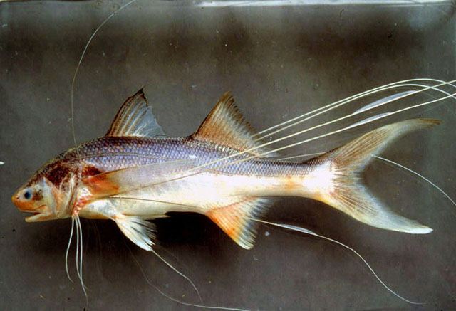 ปลาหนวดพราหมณ์
Polynemus aquilonaris  Motomura, 2003 Northern paradise fish 
ขนาด 16cm
หากินบริเว