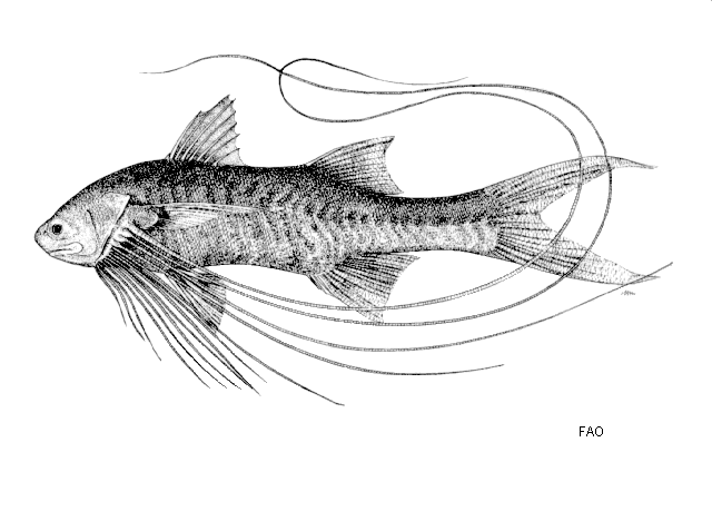 ปลาหนวดพราหมณ์ 14หนวด
Polynemus multifilis  Temminck & Schlegel, 1843 Elegant paradise fish 
ขนาด 