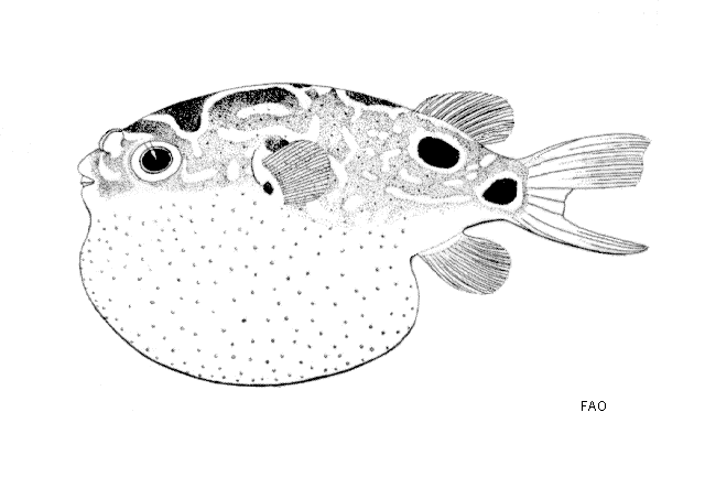 ปลาปักเป้าซีลอน
Tetraodon biocellatus  Tirant, 1885 Eyespot pufferfish
ขนาด 8cm
พบตามริมชายฝั่งแม